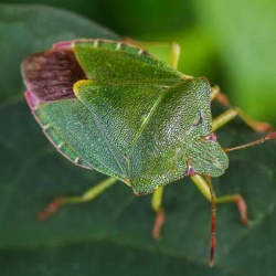 Palomena prasina